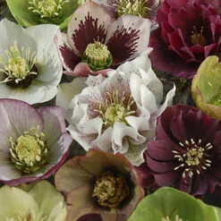 Hellebore 'Double Queen' Mix 10 Hellebore 'Double Queen' Mix -Yougarden Shop 480728 3
