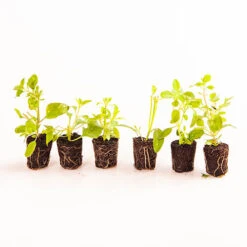 Chocolate Cosmos Collection 7 Chocolate Cosmos Collection -Yougarden Shop 480735 2