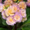 Primula 'Pretty Polly Blushing Peach' -Yougarden Shop 480866