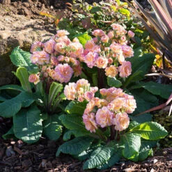 Primula 'Pretty Polly Blushing Peach' 6 Primula 'Pretty Polly Blushing Peach' -Yougarden Shop 480866 1