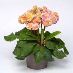 Primula 'Pretty Polly Blushing Peach' 7 Primula 'Pretty Polly Blushing Peach' -Yougarden Shop 480866 2