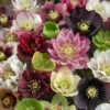 Hellebore 'Hybridisers Mix' 2 Hellebore 'Hybridisers Mix' -Yougarden Shop 480873