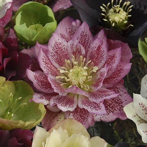 Hellebore 'Hybridisers Mix' 4 Hellebore 'Hybridisers Mix' - Image 2