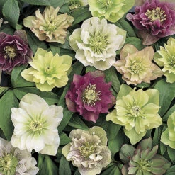 Hellebore 'Hybridisers Mix' 14 Hellebore 'Hybridisers Mix' -Yougarden Shop 480873 5