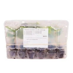 Hellebore 'Hybridisers Mix' 15 Hellebore 'Hybridisers Mix' -Yougarden Shop 480873 6