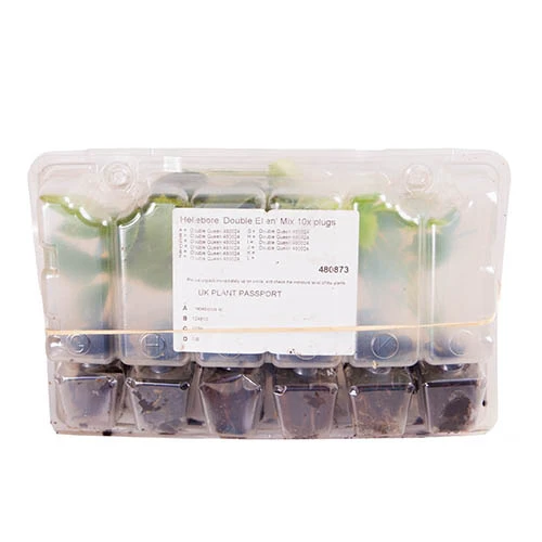 Hellebore 'Hybridisers Mix' 9 Hellebore 'Hybridisers Mix' - Image 7