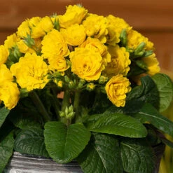 Pollyanna Collection -Yougarden Shop 480875 2