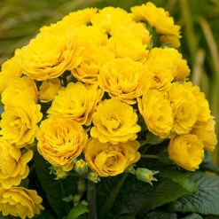 Pollyanna Collection -Yougarden Shop 480875 3