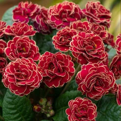 Pollyanna Collection -Yougarden Shop 480875 4