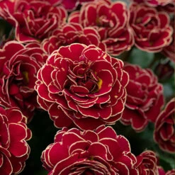 Pollyanna Collection -Yougarden Shop 480875 5