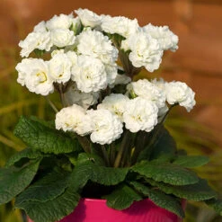 Pollyanna Collection -Yougarden Shop 480875 6