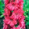 Delphinium 'Red Lark' 1 Delphinium 'Red Lark' -Yougarden Shop 480889