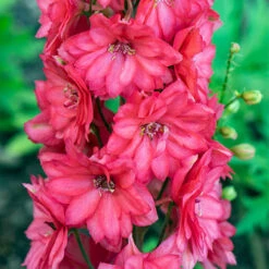 Delphinium 'Red Lark'