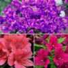 Alstroemeria Inticancha Collection -Yougarden Shop 480937