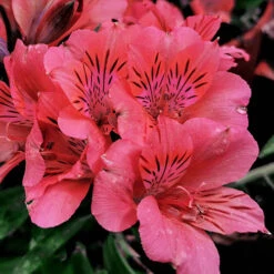 Alstroemeria Inticancha Collection -Yougarden Shop 480937 2