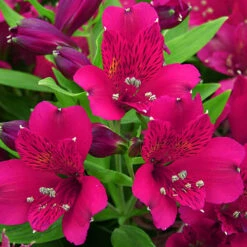 Alstroemeria Inticancha Collection -Yougarden Shop 480937 3