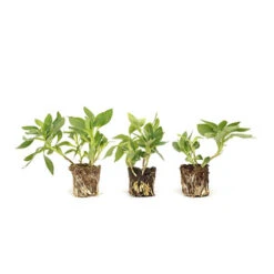 Alstroemeria Inticancha Collection -Yougarden Shop 480937 4