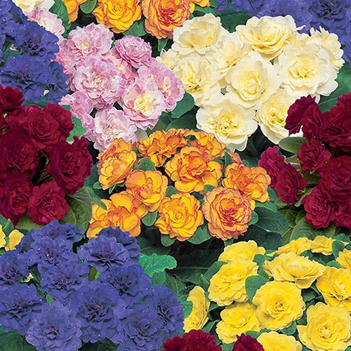 Primula Belarina Mixed 3 Primula Belarina Mixed