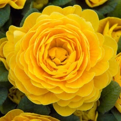 Primula Belarina Mixed 13 Primula Belarina Mixed -Yougarden Shop 480954 3