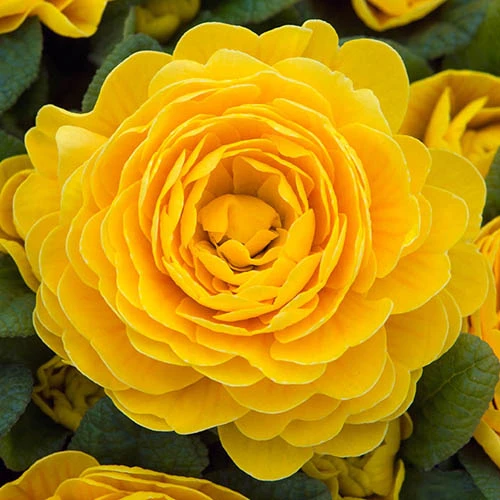 Primula Belarina Mixed 6 Primula Belarina Mixed - Image 4