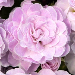 Primula Belarina Mixed 14 Primula Belarina Mixed -Yougarden Shop 480954 4