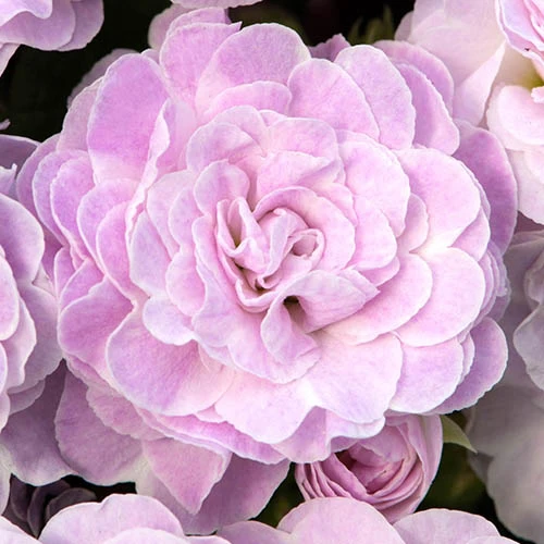 Primula Belarina Mixed 7 Primula Belarina Mixed - Image 5