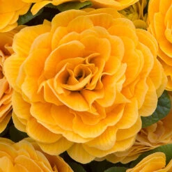 Primula Belarina Mixed 16 Primula Belarina Mixed -Yougarden Shop 480954 6