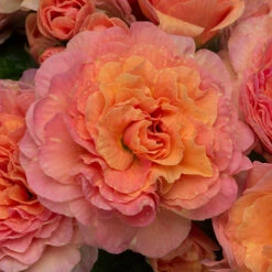 Primula Belarina Mixed 17 Primula Belarina Mixed -Yougarden Shop 480954 7