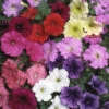 Petunia 'Frenzy' Mix 1 Petunia 'Frenzy' Mix -Yougarden Shop 490091