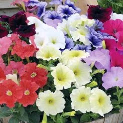 Petunia 'Frenzy' Mix -Yougarden Shop 490091 2