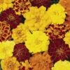 Marigold (French) 'Bonanza Mix' 1 Marigold (French) 'Bonanza Mix' -Yougarden Shop 490095