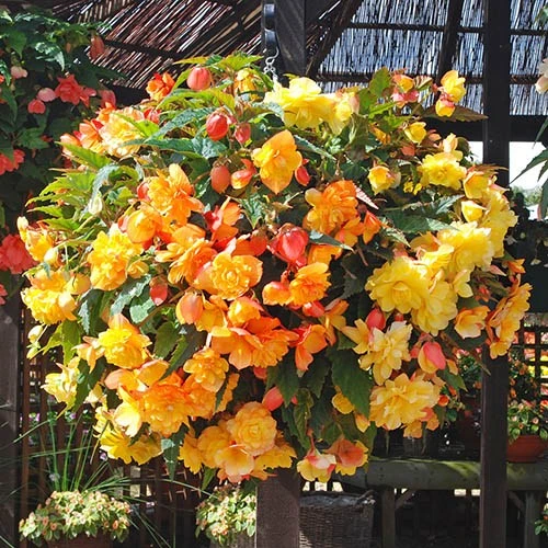 Begonia 'Apricot Shades' Mix 3 Begonia 'Apricot Shades' Mix