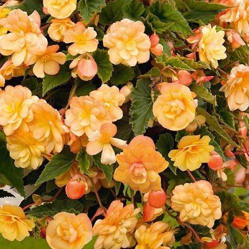 Begonia 'Apricot Shades' Mix 4 Begonia 'Apricot Shades' Mix - Image 2
