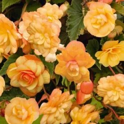 Begonia 'Apricot Shades' Mix 9 Begonia 'Apricot Shades' Mix -Yougarden Shop 490198 2