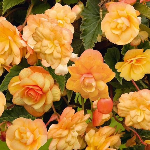 Begonia 'Apricot Shades' Mix 5 Begonia 'Apricot Shades' Mix - Image 3