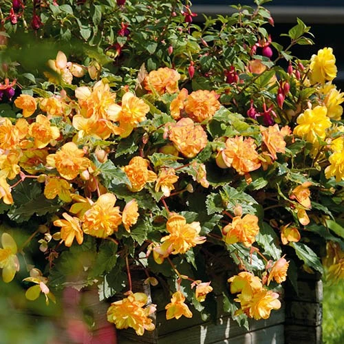Begonia 'Apricot Shades' Mix 6 Begonia 'Apricot Shades' Mix - Image 4
