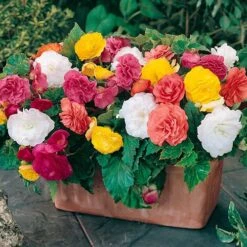 Begonia 'Non Stop' Mix