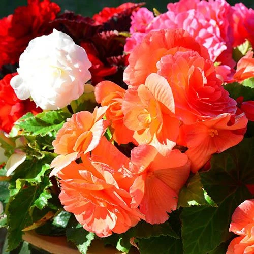 Begonia 'Non Stop' Mix 4 Begonia 'Non Stop' Mix - Image 2