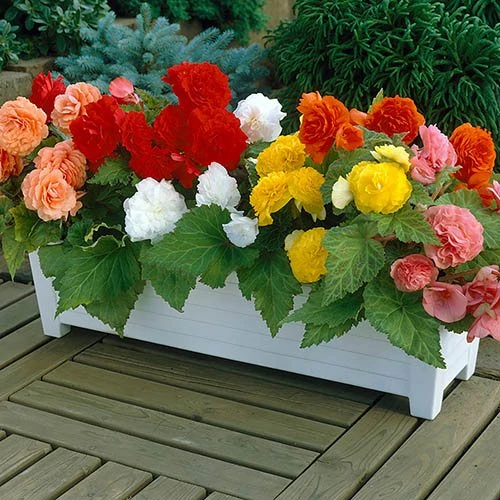 Begonia 'Non Stop' Mix 5 Begonia 'Non Stop' Mix - Image 3