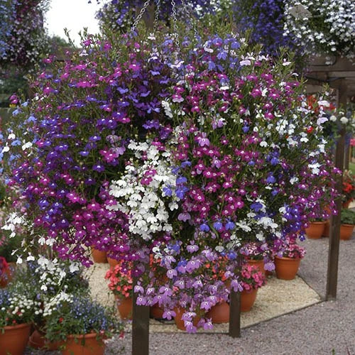 Lobelia 'Fountain Mix' 3 Lobelia 'Fountain Mix'