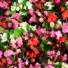 Begonia Sahara -Yougarden Shop 490232