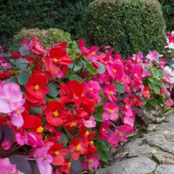 Begonia Sahara -Yougarden Shop 490232 2