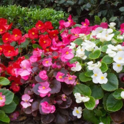 Begonia Sahara -Yougarden Shop 490232 3