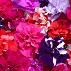 Petunia Bolero -Yougarden Shop 490235 3