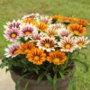 Gazania Firecracker -Yougarden Shop 490242