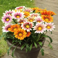 Gazania Firecracker -Yougarden Shop 490242 2
