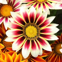 Gazania Firecracker -Yougarden Shop 490242 3