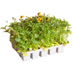 Viola Sorbet Tiger Eye Pro + Plug 60 -Yougarden Shop 490332 3