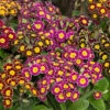 Polyanthus Victoriana Mixed Lace 1 Polyanthus Victoriana Mixed Lace -Yougarden Shop 490349