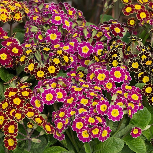 Polyanthus Victoriana Mixed Lace 3 Polyanthus Victoriana Mixed Lace